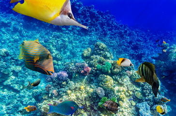Magnificent underwater world in tropical ocean.