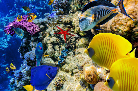 Magnificent underwater world in tropical ocean.