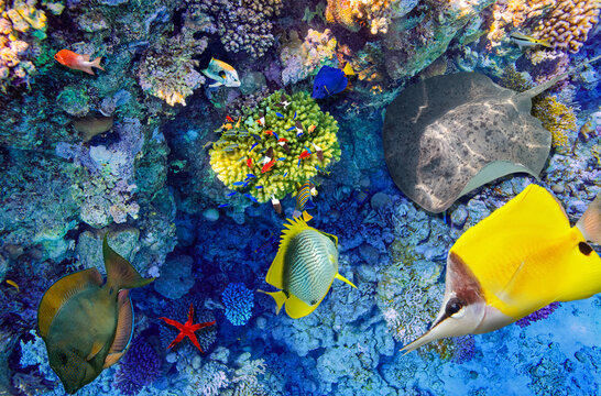 Magnificent underwater world in tropical ocean.