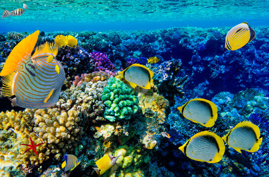 Magnificent underwater world in tropical ocean.