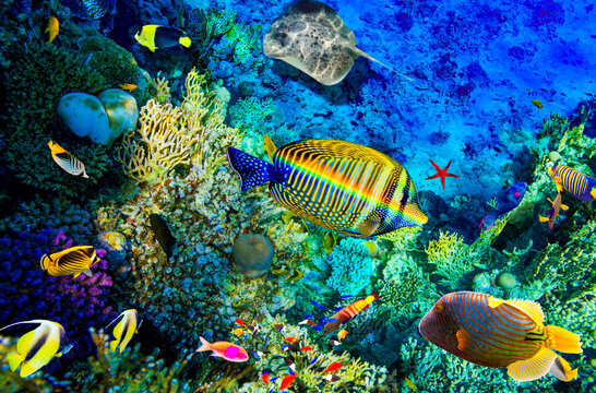 Magnificent underwater world in tropical ocean.