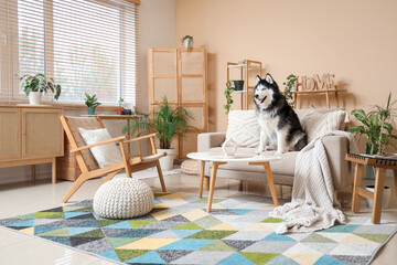 Interior of living room with wicker armchair, houseplants, coffee table and cute husky dog sitting on sofa © Pixel-Shot