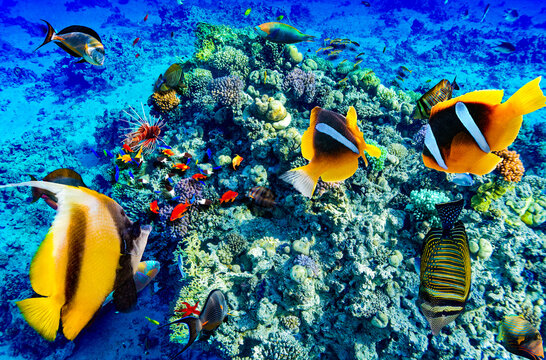 Magnificent underwater world in tropical ocean.