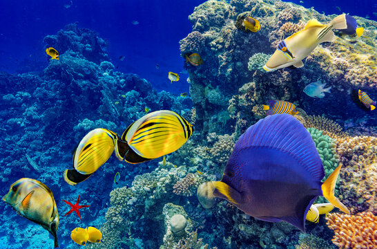 Magnificent underwater world in tropical ocean.