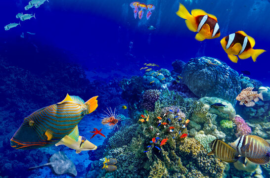 Magnificent underwater world in tropical ocean.