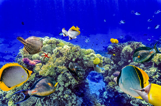 Magnificent underwater world in tropical ocean.