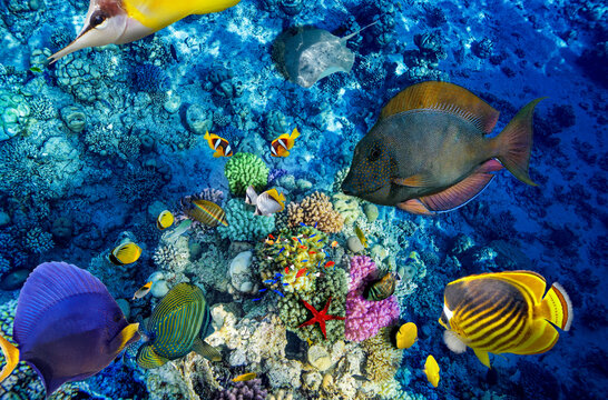 Magnificent underwater world in tropical ocean.