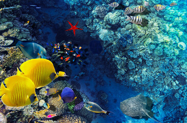 Magnificent underwater world in tropical ocean.
