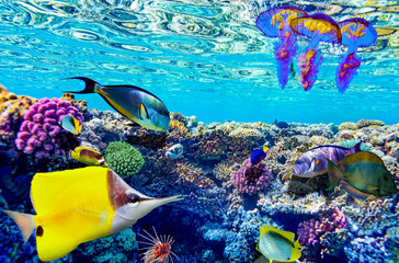 Magnificent underwater world in tropical ocean.