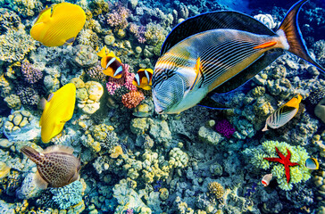 Magnificent underwater world in tropical ocean.