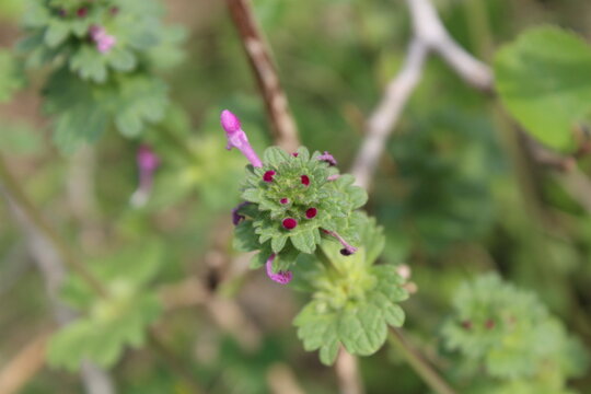 the green plant of Lamium amplexicaule or the Henbit deadnettle