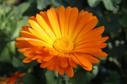The Calendula, Pot Merigold or Ruddles flowers