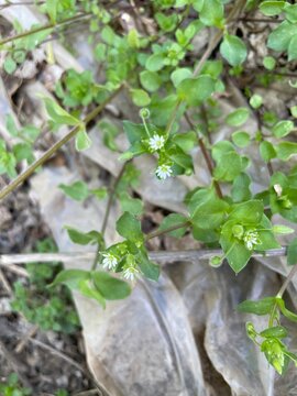 Sticky mouse-ear chickweed, Cerastium glomeratum or clammy chickweed
