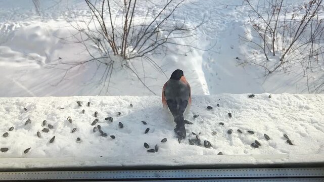 Feeding birds in winter: a Long-tailed Rosefinch (Uragus sibiricus) and tits on a snowy windowsill, caring for wildlife in cold weather