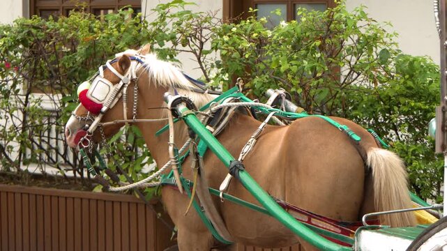 Traditional Filipino Kalesa Horse Carriage Waiting in Tagaytay Philippines