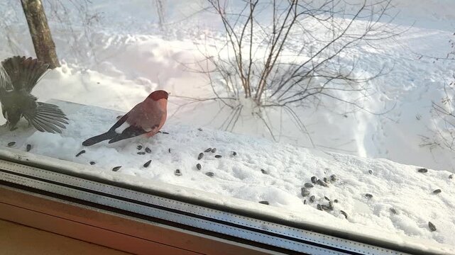 Feeding birds in winter: a Long-tailed Rosefinch (Uragus sibiricus) and tits on a snowy windowsill, caring for wildlife in cold weather
