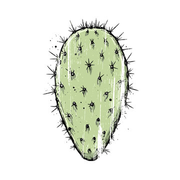 Prickly Pear Cactus Pad Illustration