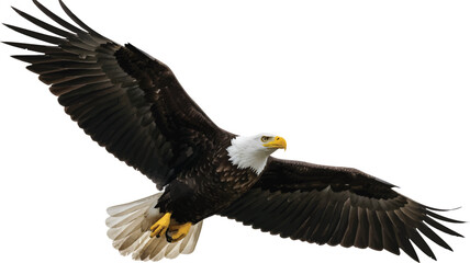 Fototapeta premium Bald Eagle Flying Isolated on White Background