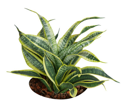 Snake Plant Golden Hahnii with green leaves with yellow stripes Isolated on transparent background
