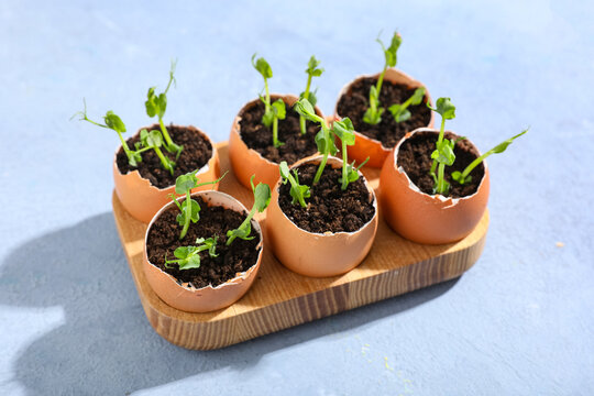 Wooden holder with egg shells and seedlings on blue background