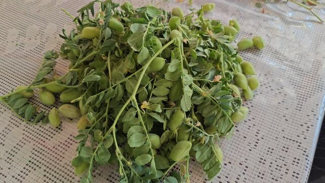 Fresh creole chickpea branches and pods on a table