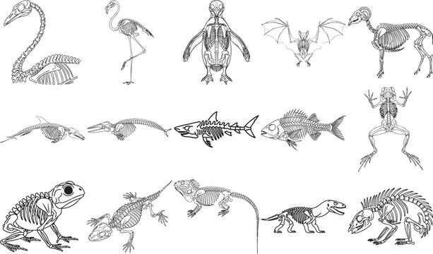 Collection of animal skeletons including birds fish reptiles and mammals