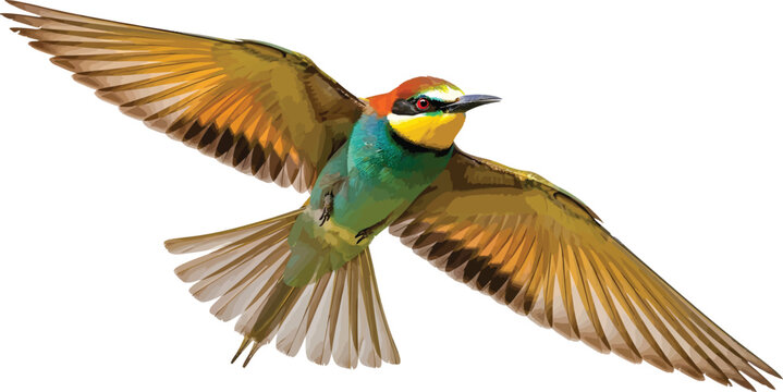 Rainbow Bird Flying Isolated on White Background