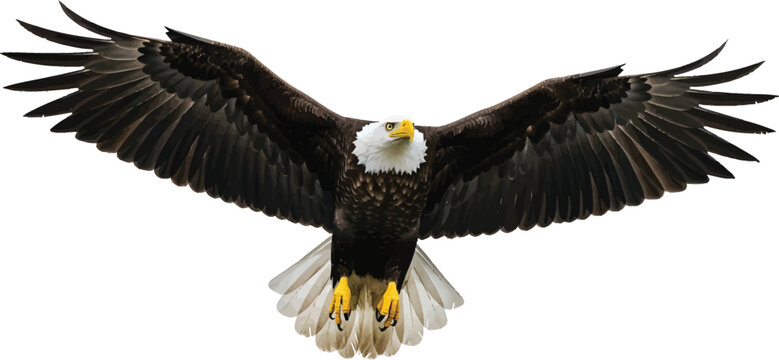 Bald Eagle Flying Towards Camera on White Background
