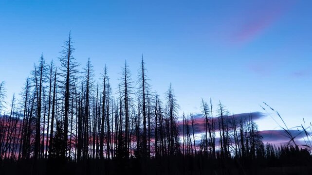 Pink dawn clouds moving behind silhouetted burned dead trees at sunrise, Gravelly Range, Montana, time lapse
