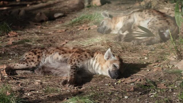 Representative of spotted hyaena breed lies resting on ground. Wild animals basking in sun, wildlife, fauna of Africa