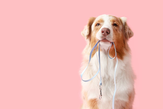 Cute Australian Shepherd dog with leash on pink background