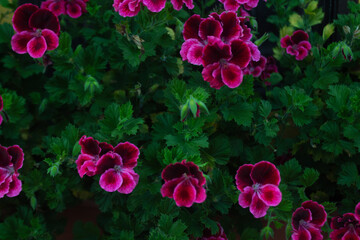 Tropical leaf background with vivid, high contrast greens