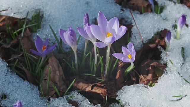 Springtime close-up view of violet crocuses and snow. Cold time first flowers, 4k