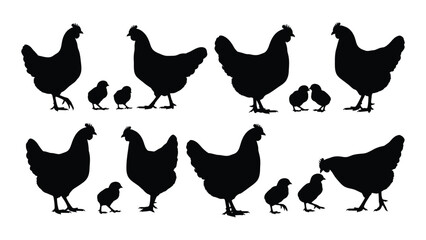 A group of chickens and chicks standing together © SILHUETTECHEMBER