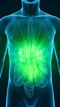 Translucent human torso, vibrant green light abdomen. Glowing energy reflects health, wellness. Explore human body 3D anatomy, vital immune, digestive systems. Promoting core vitality, understanding