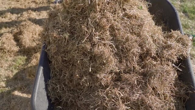 Loading dry grass into garden cart with pitchfork after lawn dethatching, top view. Spring garden work