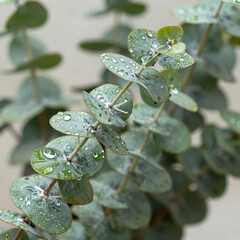 Isolated branch of eucalyptus with shiny drops, fresh eucalyptus leaves, wet foliage