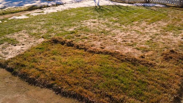 Part of lawn raked with rake. Spring lawn care after winter