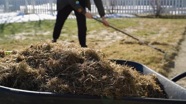 Young man raking lawn grass with garden cart full of dry grass in background. Dead lawn grass after winter