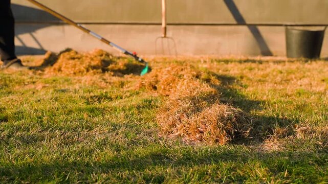 Gardener scraping lawn grass with rake after winter. Spring lawn care on a spring evening