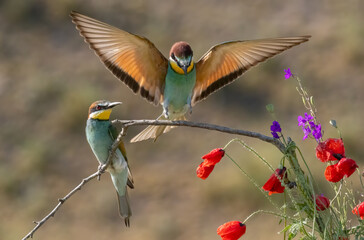 Common Bee-eater perching on stick