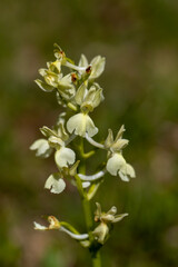 Provence Orchid (Orchis provincialis) in a natural habitat