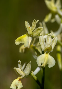 Provence Orchid (Orchis provincialis) in a natural habitat