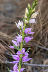 Cephalanthera kurdica in a natural habitat in south Turkey © georgigerdzhikov