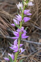 Cephalanthera kurdica in a natural habitat in south Turkey © georgigerdzhikov