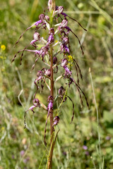 Lizard Orchid (Himantoglossum jankae) in natural habitat © georgigerdzhikov