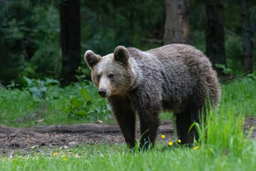 Fototapeta premium Brown Bear close up portrait in the nature