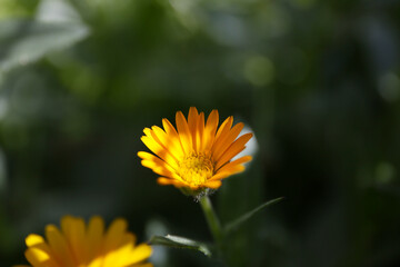 Obraz premium yellow flowers of calendula blooming in a garden, harvesting of herbs 
