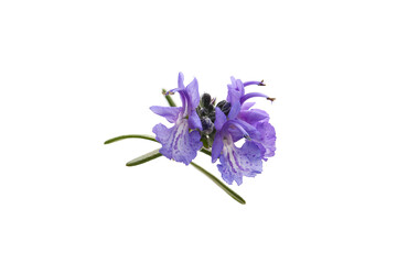 Naklejka premium leaves and flowers of rosemary isolated on a white background 