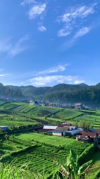 rice field in thailand